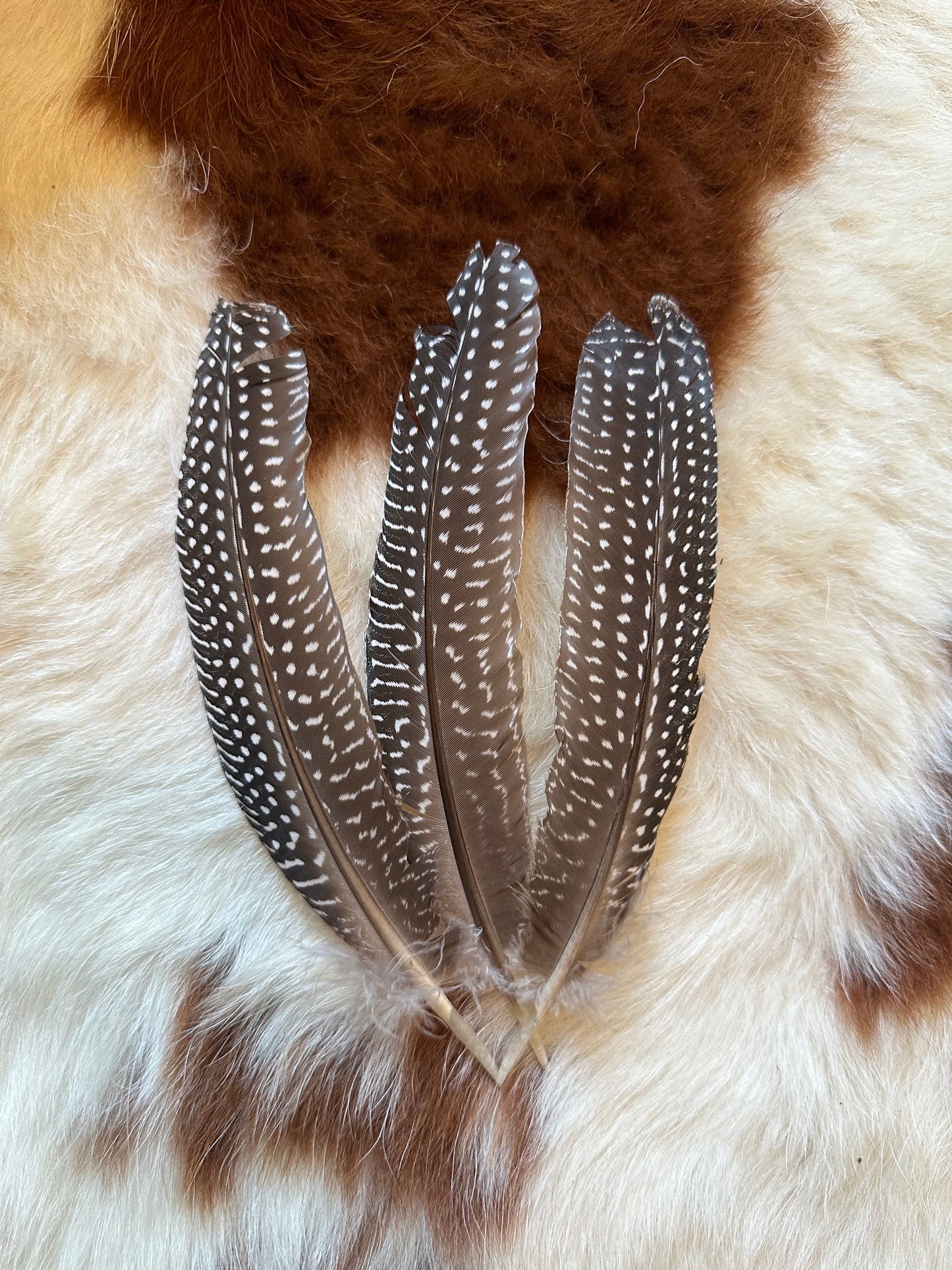 Pheasant feathers