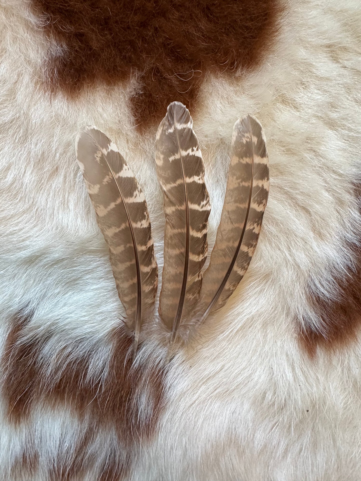 Pheasant feathers