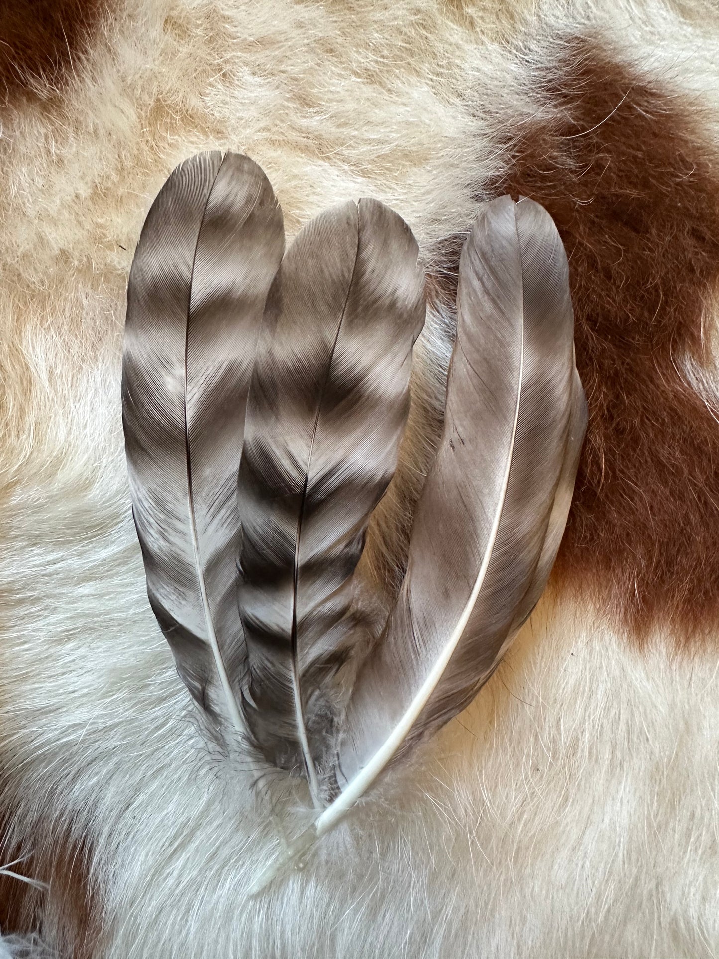 Pheasant feathers